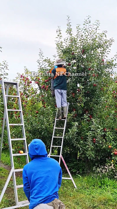 Para TKI,Memulai kerja Di kebun Apel new Zealand