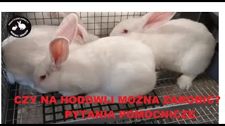 Czy na hodowli królików można zarobić ? Zbuduj hodowlę na silnym fundamencie ! Vlog 32