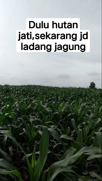 Bojonegoro #bojonegoro #temayang #sumberbendo #bubulan #anaklampung