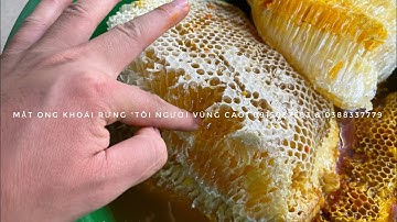 MẬT ONG KHOÁI RỪNG CHUẨN - XỊN - NGUYÊN CHẤT - CỰC PHẨM NÚI RỪNG TÂY BẮC | Tôi Người Vùng Cao