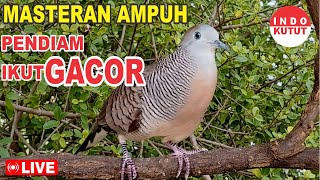 suara burung Perkutut Lokal Gacor dari alam liar paling manjur buat masteran