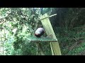 Full Video: Bushwalking in the woods | Building Warm Survival Shelter, Bushcreaft Hut, Free Life