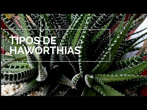 Vídeo: Tipos E Nomes De Haworthia (35 Fotos): Pérola E Escafoide, Fasciata E Limifolia, Sinuosa E Retusa, Attenuata E 