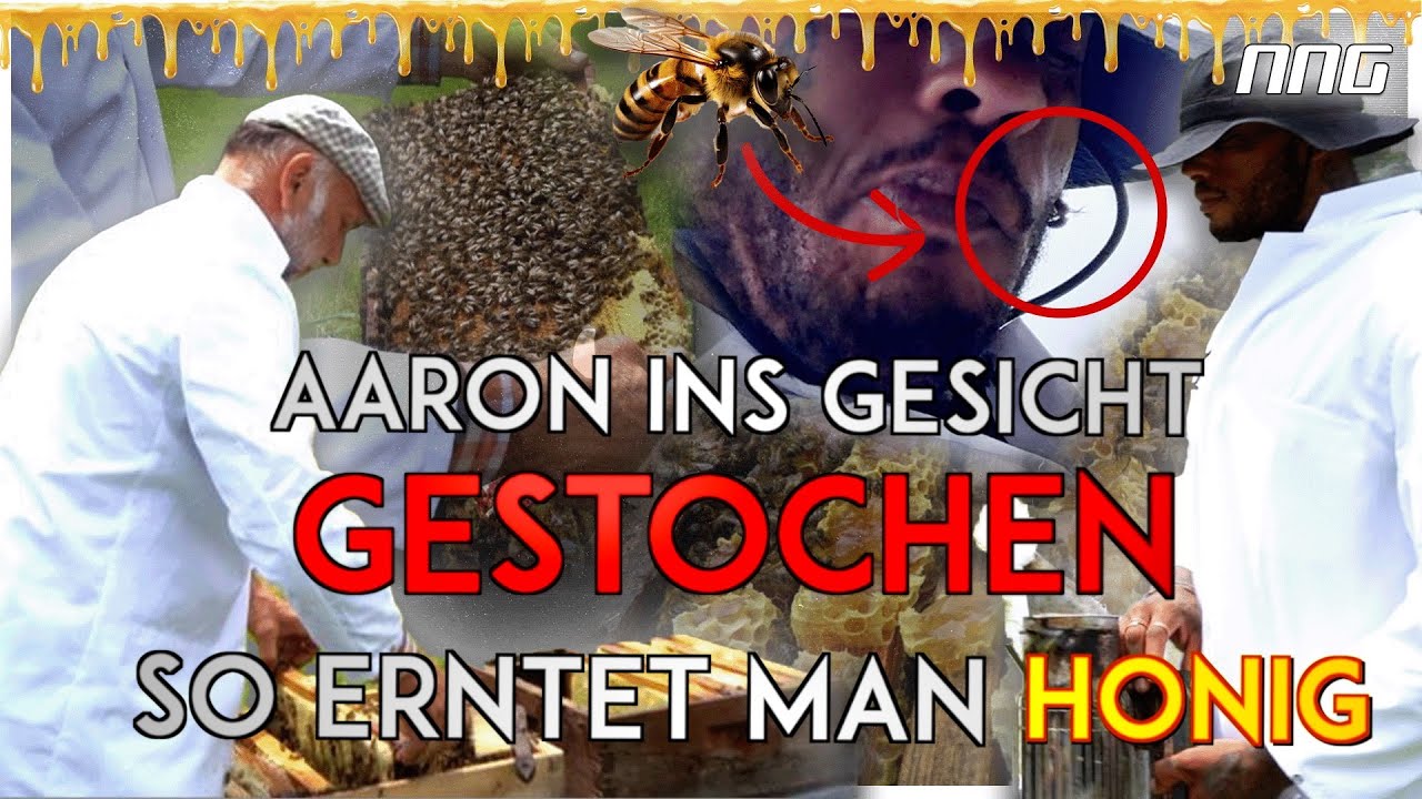 INS GESICHT GESTOCHEN!! SO ERNTET MAN WALDHONIG... 🍯  | NNG Explore mit Imkermeister Rainer Krüger