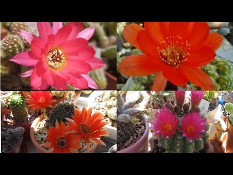 Бейне: Astrophytum кактусына күтім жасау - жұлдызды кактус өсімдіктерін өсіру бойынша кеңестер