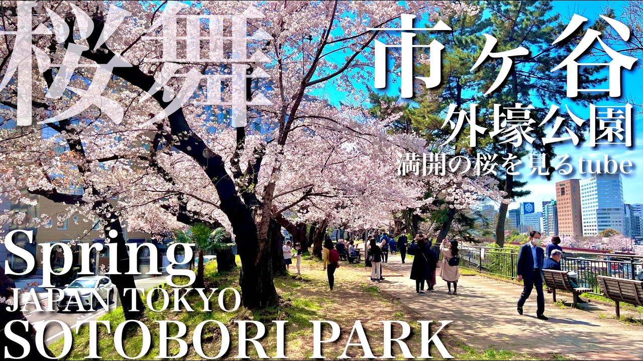 4k 東京市ヶ谷外濠公園の桜はこんな感じに咲く Tokyo Sotobori Park Cherry Blossom Viewing Tokyo Walking Tour Youtube