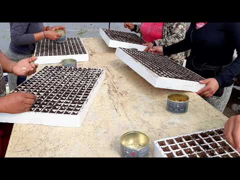 Видео: Отглеждане на пипер от семена