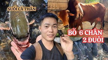 Suối Cá Thần & Con Bò 6 Chân 2 Đuôi Ở Thanh Hóa | Chuyện Lạ Có Thật 100%