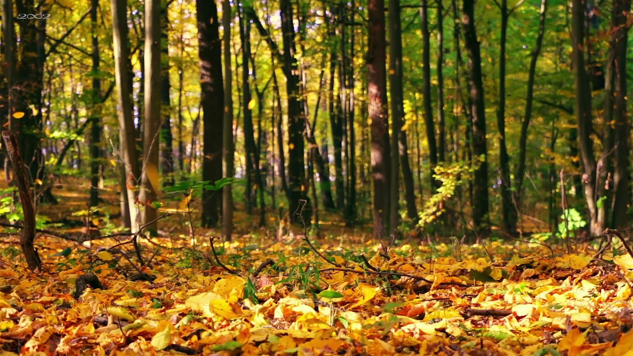 Peaceful Piano Music