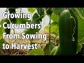 Growing Cucumbers From Sowing to Harvest