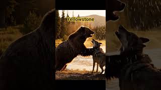 Grizzly Bear vs Wolf Pack। Ultimate Survival Fight in Yellowstone! 🐻🐺