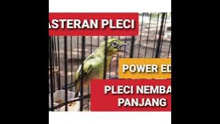 MASTERAN PLECI NEMBAK KENARI PANJANG SEJALUR DURASI VARIASI