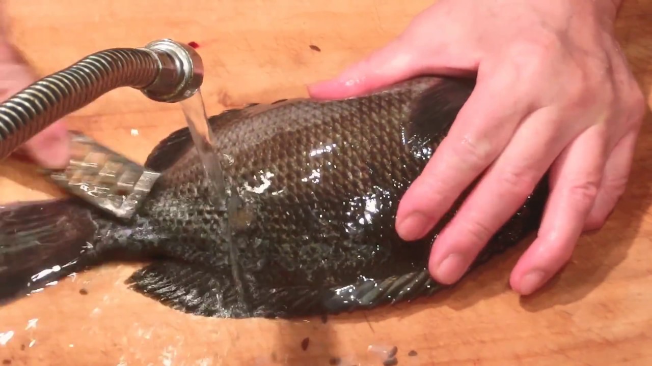 メジナ 長崎ではクロ の刺身 大和の 和の料理 刺身 Youtube