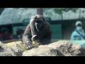 gorilla Sumomo's daily life.773