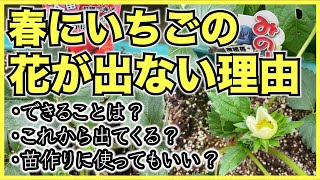 【家庭菜園】イチゴの花が出ない咲かない理由は？5月6月からできることは？まだ花は出る？苗作りに使っても良い？【実ができない原因】