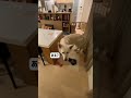 ホワイトシェパードのれお。寝る準備するから、パジャマお願いします。#shorts