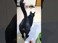 cute cat nice cat every animals tiger lion rabbit Bird monkey #cat #viral #video #funny #shotrs