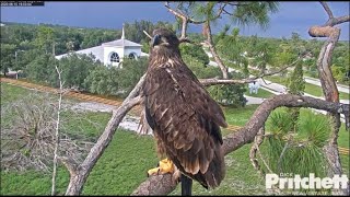 SWFL Eagles ~ E15 BRANCHES TO ATTIC Like A Pro! Checks Out E16 Flapping Below On Nest!  6.10.20