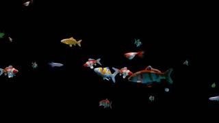 Fish Aquarium Fish Tank Animals Swim Underwater 4K screenshot 5