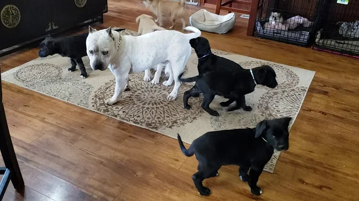 Puppies playing with uncle Si