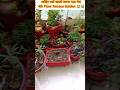 आखिर क्यों खाली करना पडा मेरा Terrace Garden 😭🌿 Emotional Gardening Journey #shorts #plant lover#yt