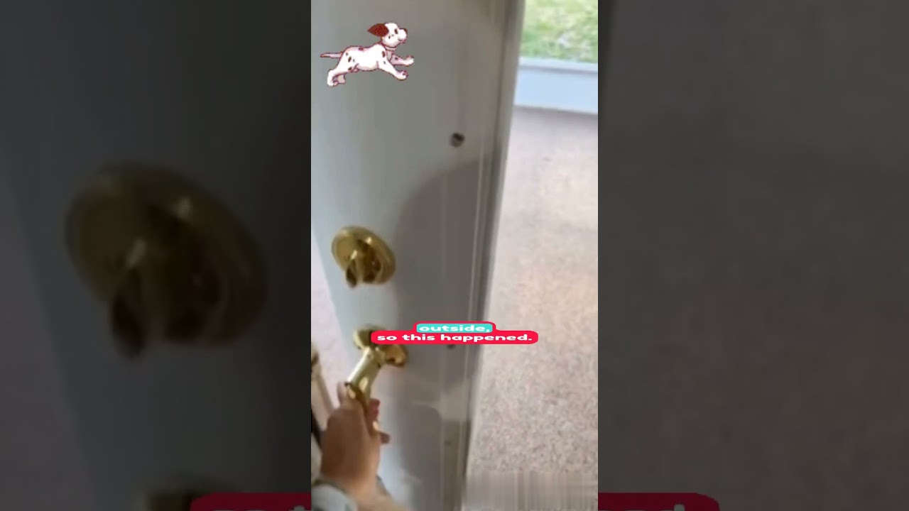 Her dog thinking it's the Great Outdoors! 🏡 | DogInDoorConfusion | MovingWithPets