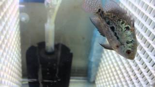 Ick Super Pearl Skin - Mega Cichlid