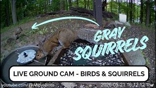 🔴 Live Bird Feeder Ground Cam - Michigan Backyard Birds (Cardinals, Blue Jays, Goldfinches)