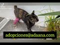 Ashley #adoptanocompres #adoptme #adoptmepets #salvaunavida #gatito #pasarela #daddyyankee