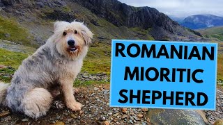 Romanian Mioritic Shepherd  Facts and Information