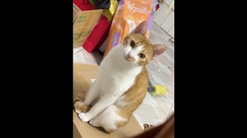 My cat looks like me #funny #cat #funnycat #fyp #cats #funnyvideos