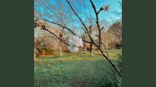 Blossom