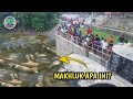 Ribuan Makhluk Aneh Tiba2 Penuhi Sungai Kalimantan!,Bikin Gempar Warga! Pertanda Apa Ini?