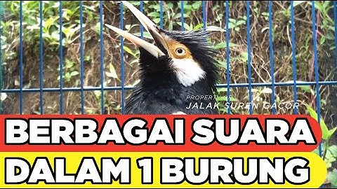 MASTERAN JALAK SUREN ISIAN KOMBINASI FULL | SUREN GACOR UNTUK PANCINGAN SEMUA JALAK