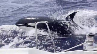 Orcas attackieren erneut Boote – Forscher erklärt mögliche Ursache für das Verhalten by stern 37,343 views 11 months ago 2 minutes, 13 seconds