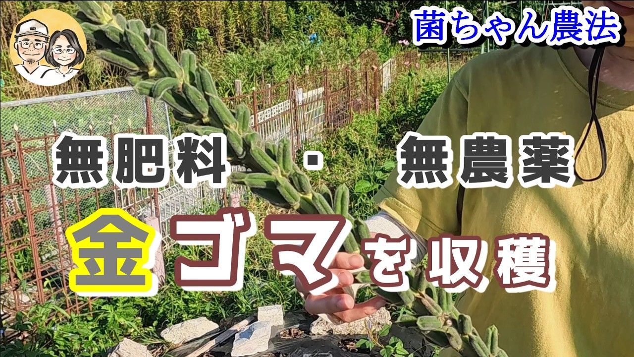 Harvested sesame from raised beds [Kin-chan farming method] - YouTube