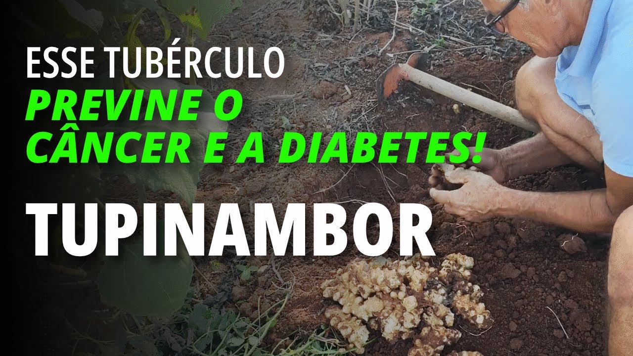 Conheça o Tupinambo/Girassol-batateiro - ÓTIMO PARA QUEM TEM DIABETES!! #vidanaroça