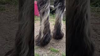 Welsh Cob Feathers blowing in the breeze ~ gorgeous ~ blissful | Ronnie’s Equine Siblings