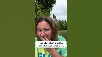 لحظة نادر توفقه سيدة لطائر يريد بناء العش من شعرها مقاطع طريفة طيور مقاطع مضحكة مواقف مضحكة غرائب 