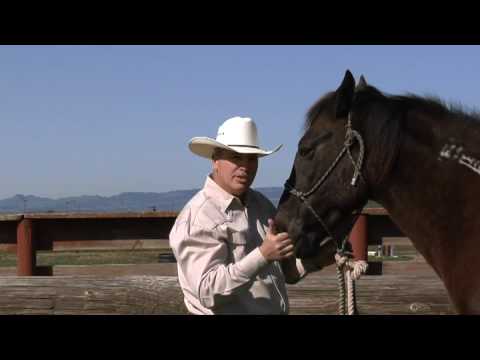 Why a Rope Halter is Better Than Webs & Buckles - www.thinklikeaho...  - Rick Gore Horsemanship