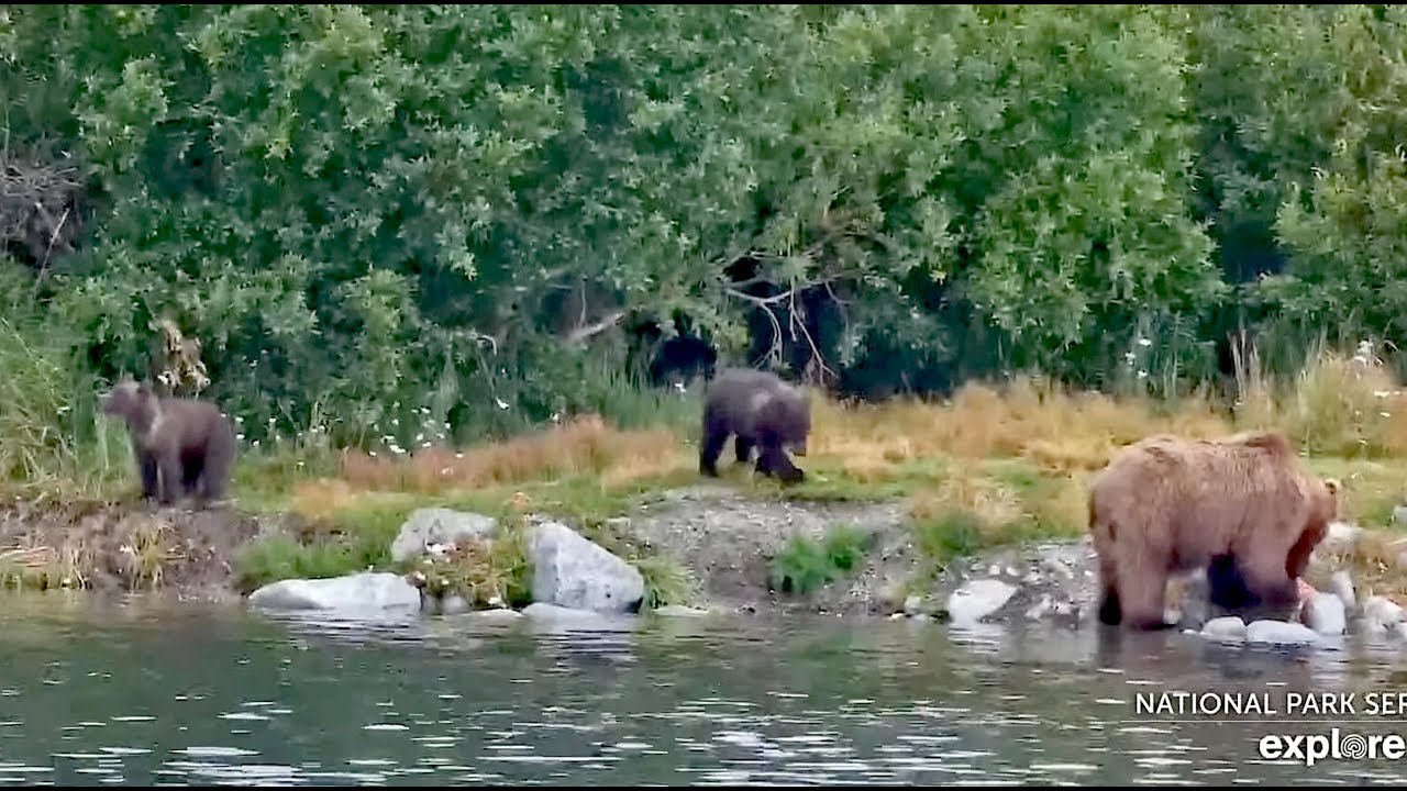 23 Jul 2025: 26 coy falls out of tree then fights sibling (explore.org)