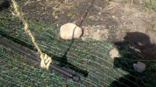 Hops trellis - April 30th - first shoot