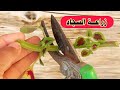 زراعة نبتة السجاد بكل بساطه