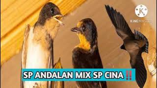 SP ANDALAN MIX SP CINA‼️SUARA WALET ANDALAN‼️SUARA PANGGIL TERBAIK‼️