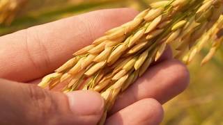 Benefits of Genetic Modification in Agriculture and the Environment