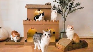 A cat owns Lamborghini and mansion when he is 3 yearsold!? | SanHua Cat Live