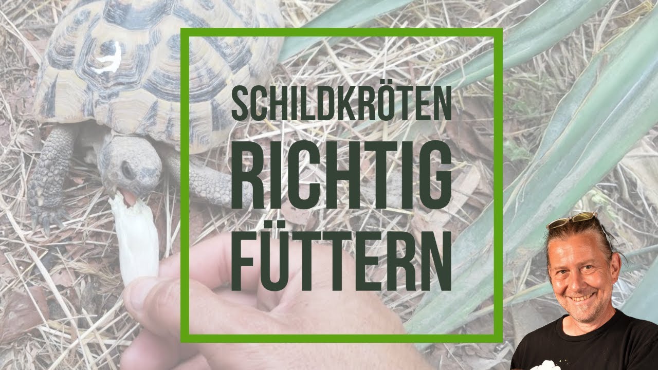 Landschildkröten RICHTIG füttern.