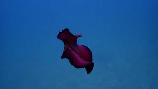 Leopard Flatworm Swimming - Snorkeling in Culebra, Puerto Rico