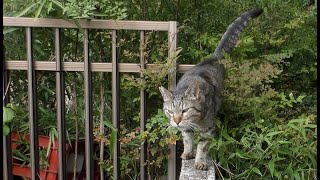 【地域猫・保護猫】4月の相変わらず元気なニャルソック綜合警備保障!【魚くれくれ野良猫製作委員会】