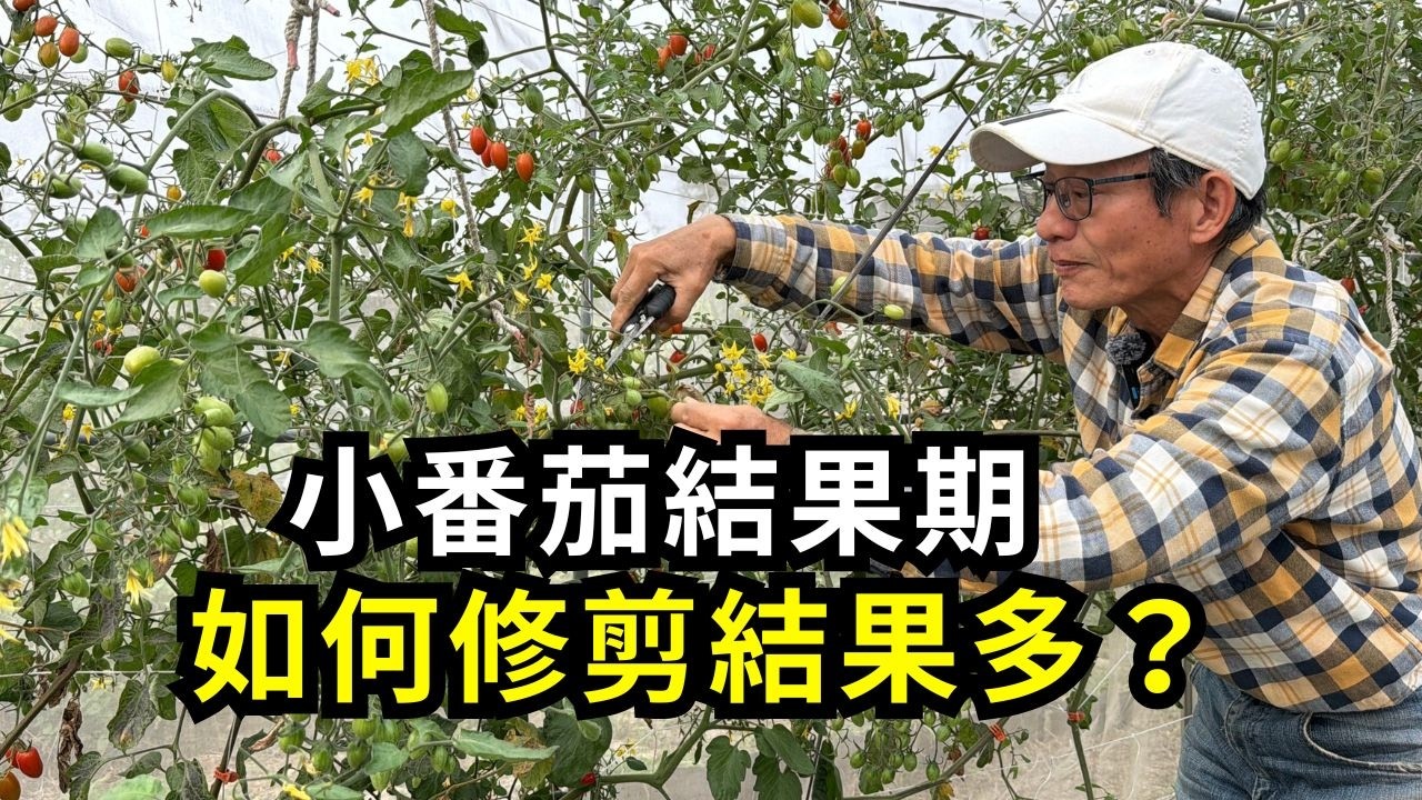 網室小番茄結實累累，做哪些事可以促進番茄結果？開花結果期剪枝、牽引、施肥的方法分享| 阿星種植